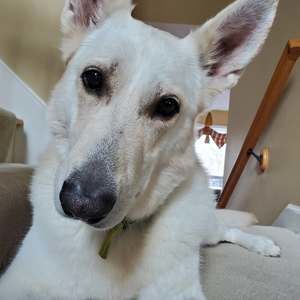 Meet your Posher, Tracey